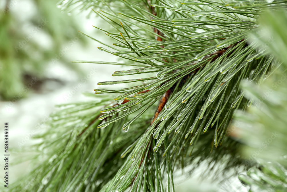 Icy pine tree branches on winter day