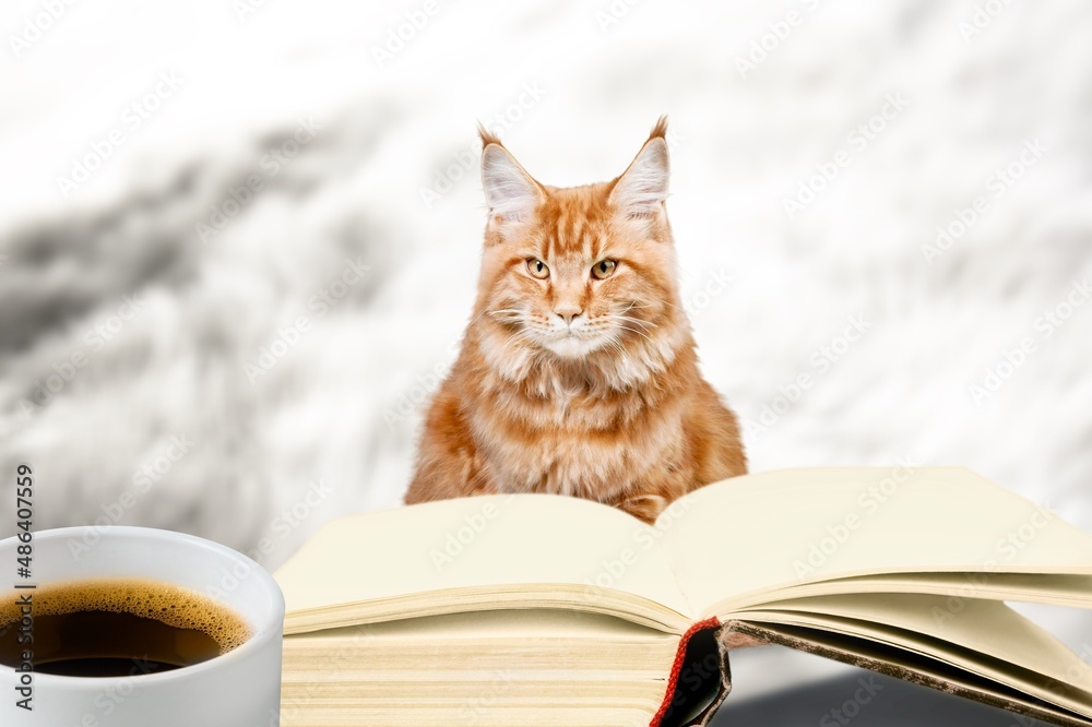 Beautiful, adorable cat on window sill read book, in cozy home modern interior, by cup of tea.