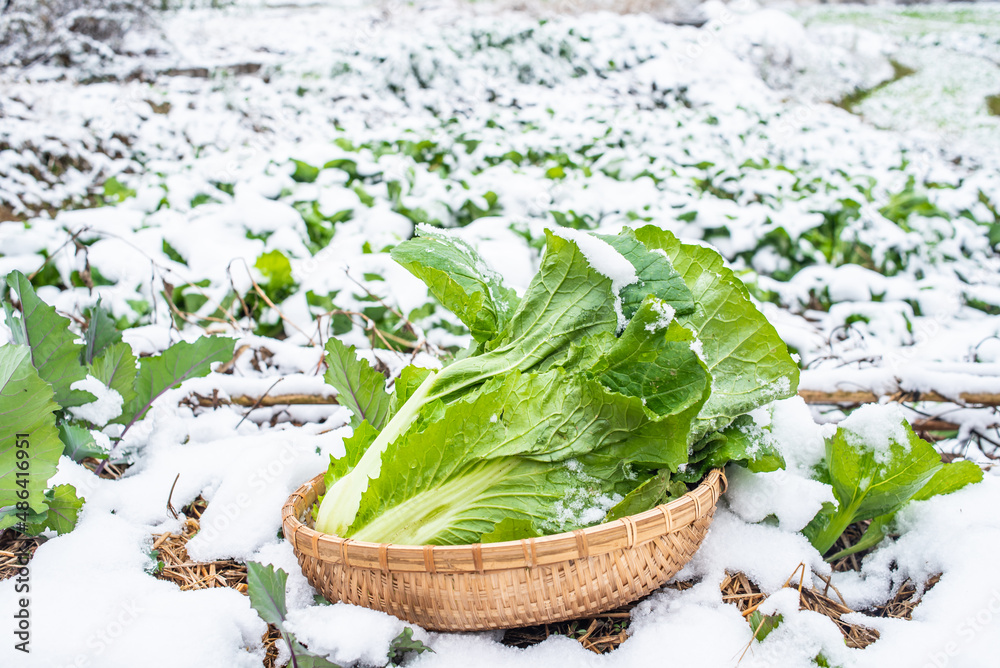 冬天雪地上的蔬菜大白菜