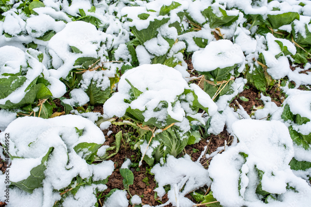 冬季大雪覆盖的蔬菜大白菜