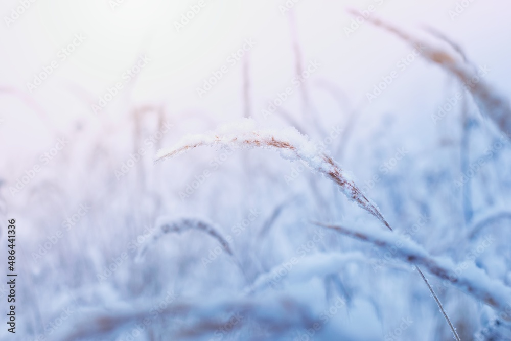 冬天的自然风光。褪色的草地被雪覆盖。