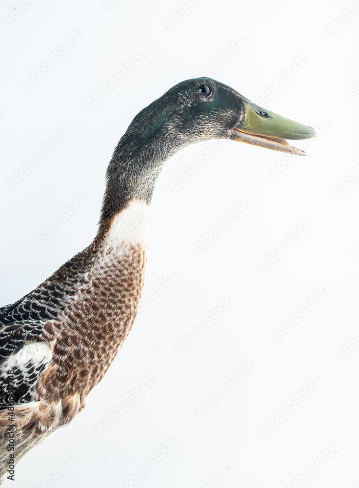 A Youxian duck on a white background