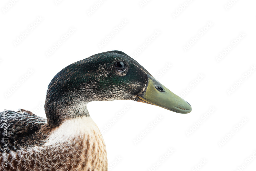 A Youxian duck on a white background