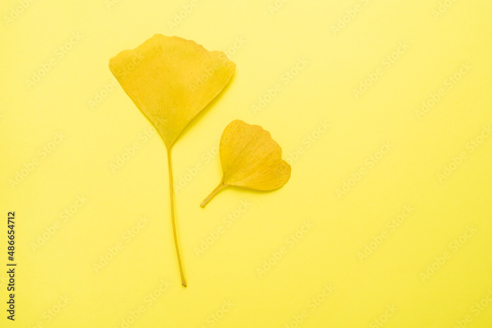 autumn ginkgo leaves background material