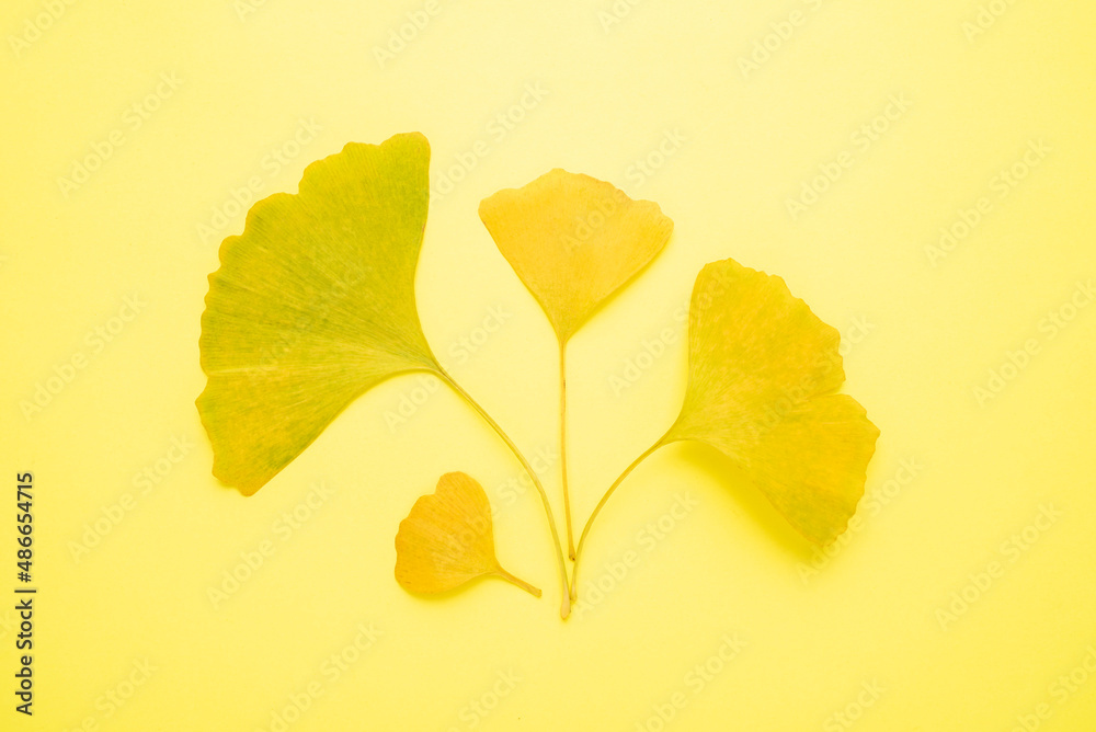 autumn ginkgo leaves background material