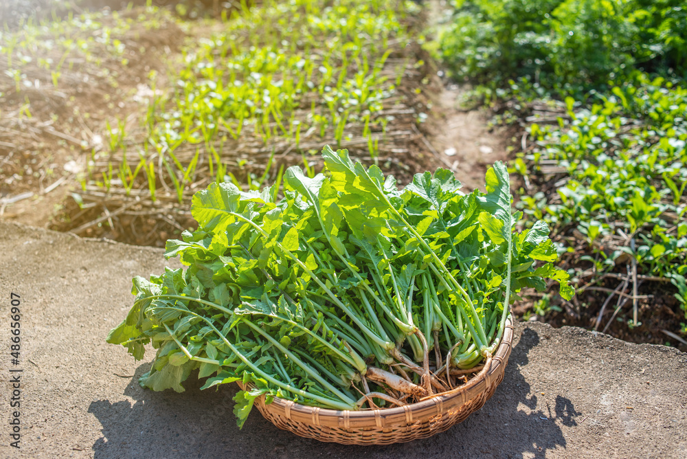 Basket of fresh organic vegetables radish sprouts on vegetable field