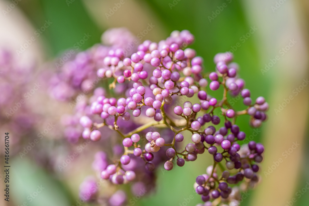 Chinese herbal medicine ripe purple pearl fruit