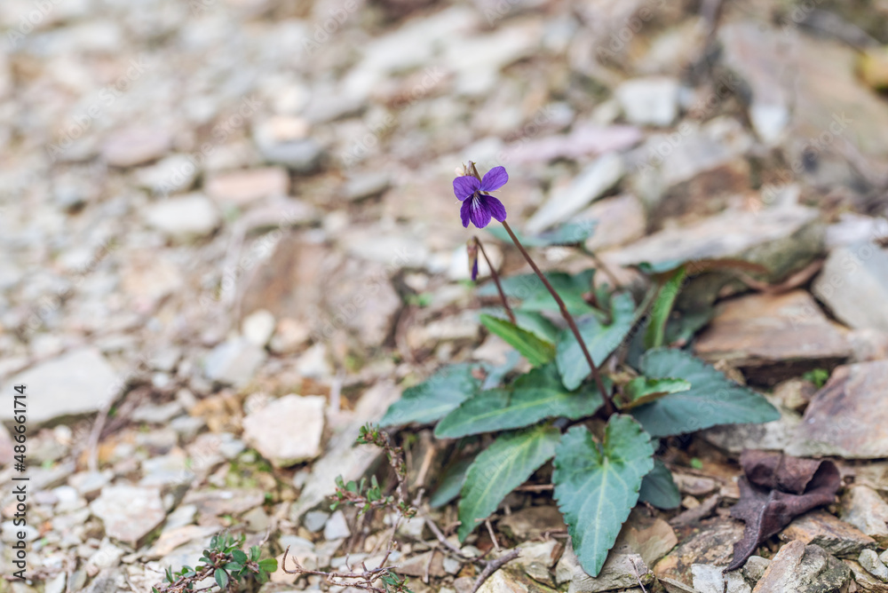 Wild Chinese herbal medicine in forest