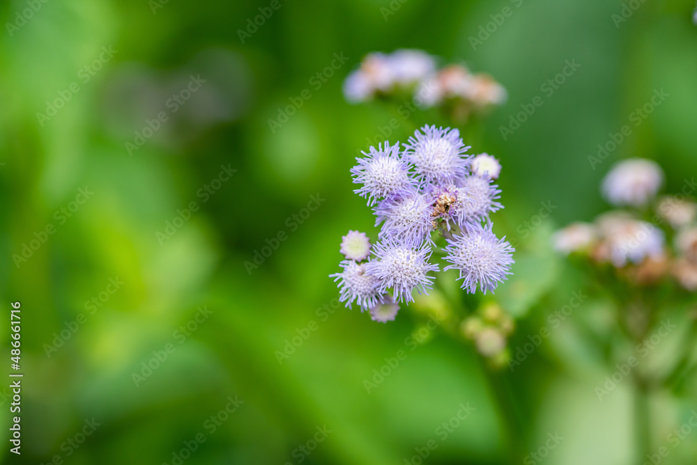 紫熊耳草特写