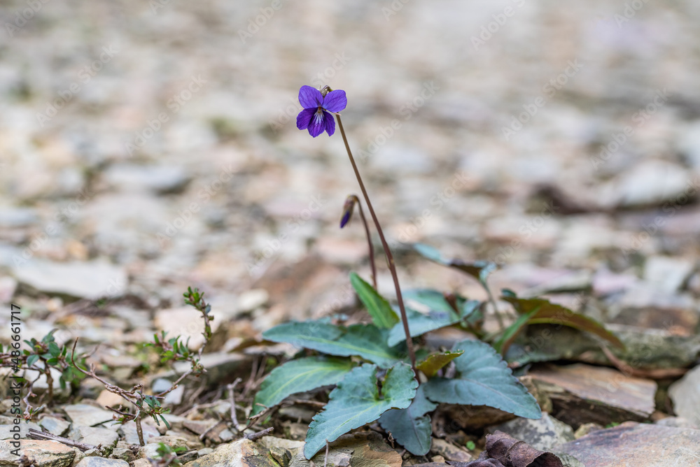 Wild Chinese herbal medicine in forest