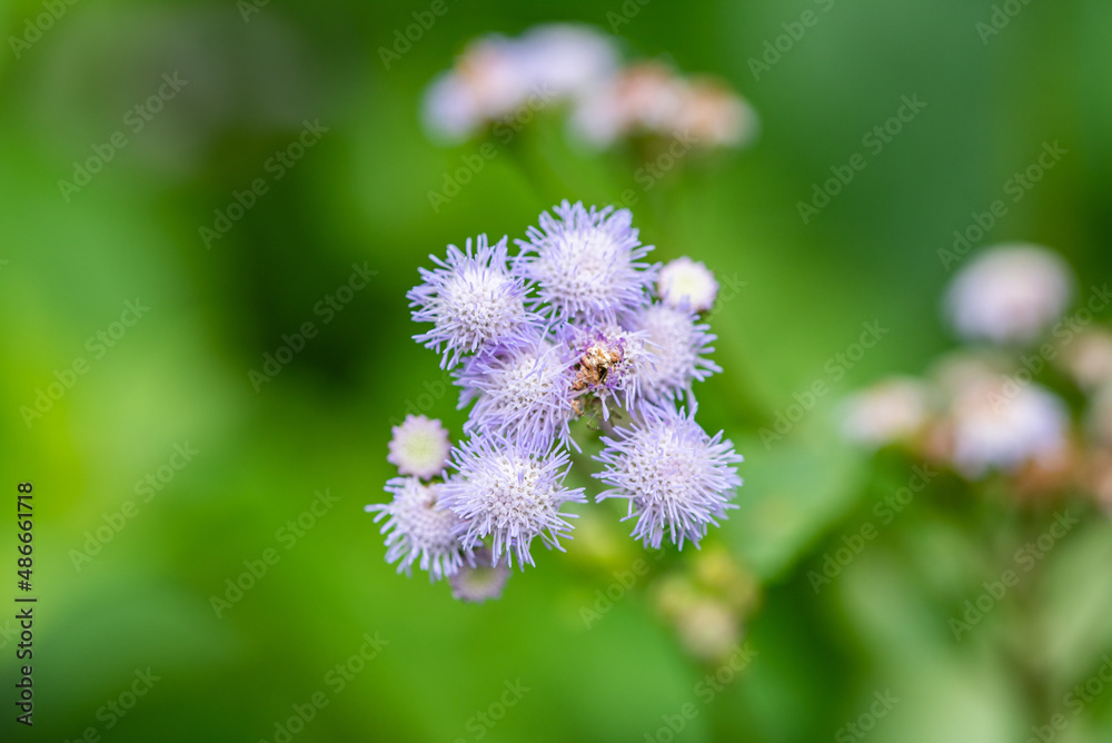 Purple bears ear grass close-up