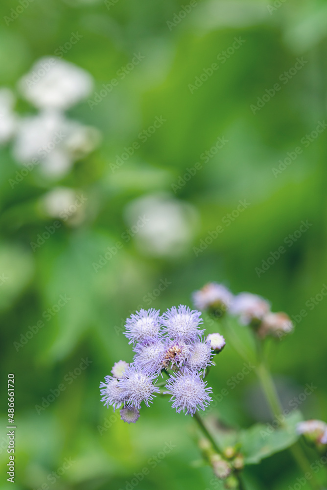 Purple bears ear grass close-up