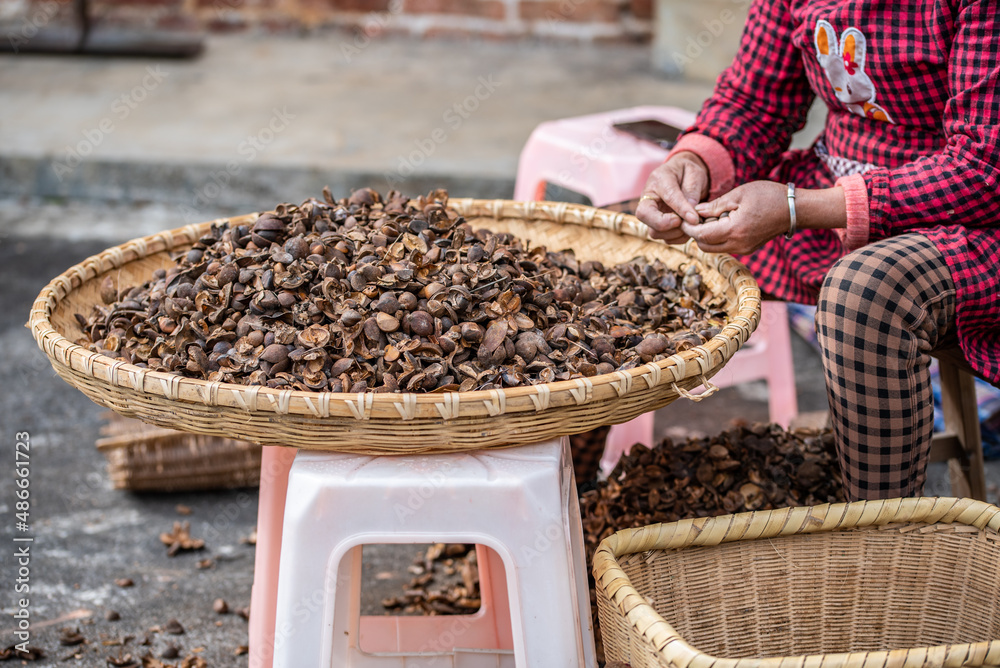 Farmers are picking camellia seeds