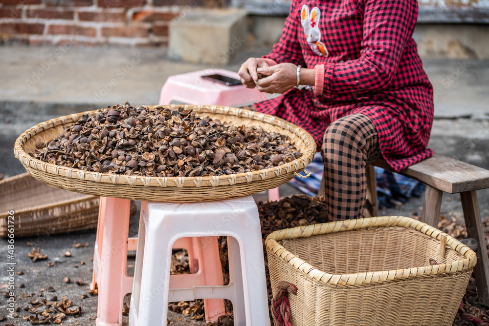 Farmers are picking camellia seeds