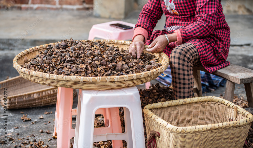 Farmers are picking camellia seeds