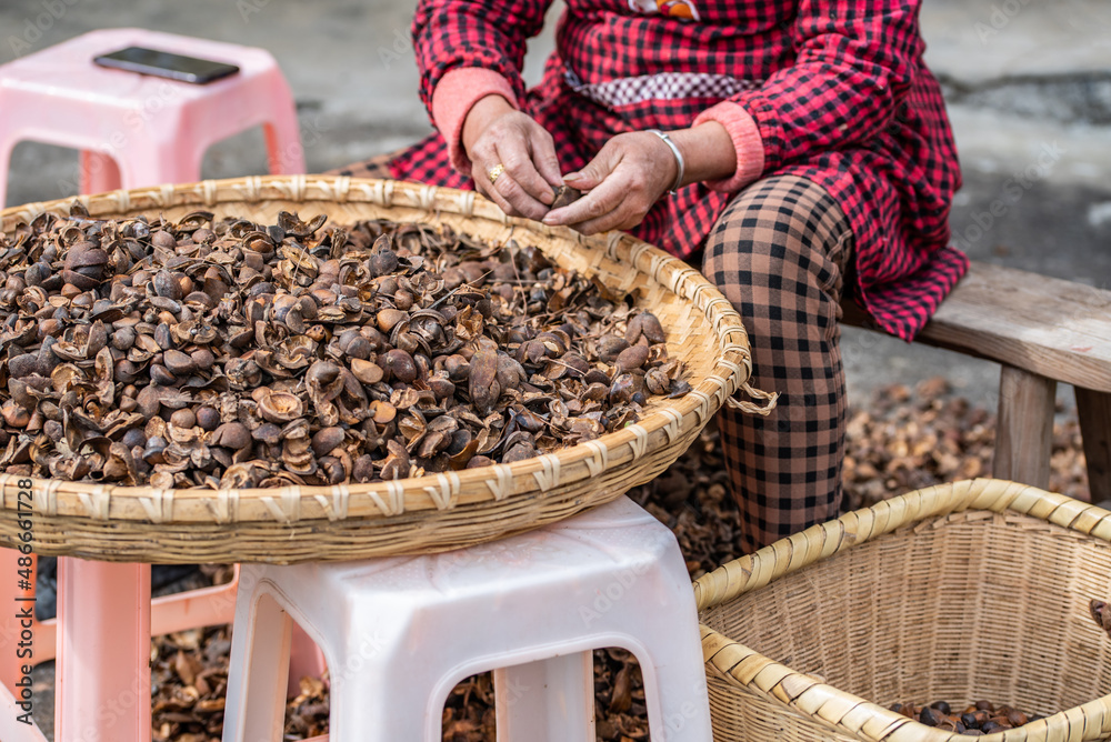 Farmers are picking camellia seeds