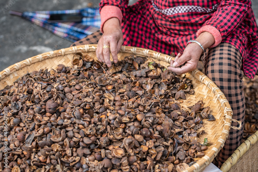 Farmers are picking camellia seeds