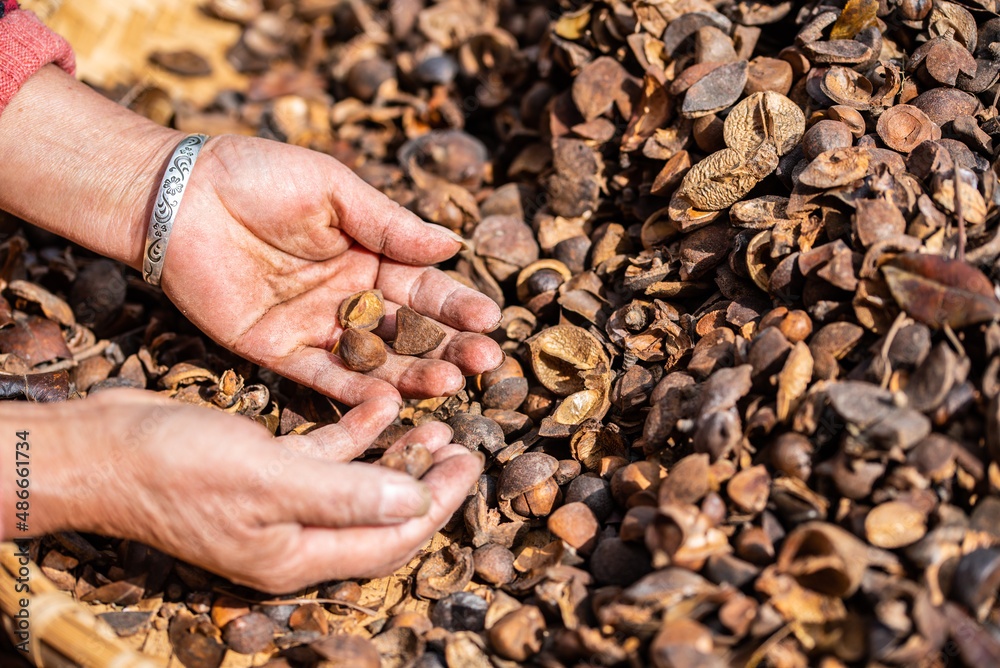 Farmers are picking camellia seeds