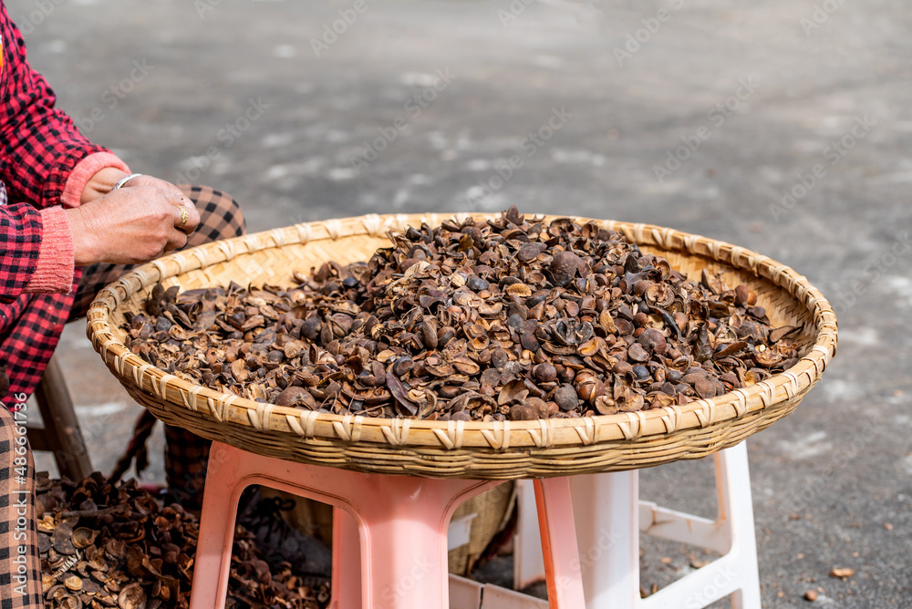 Camellia seeds harvested in autumn