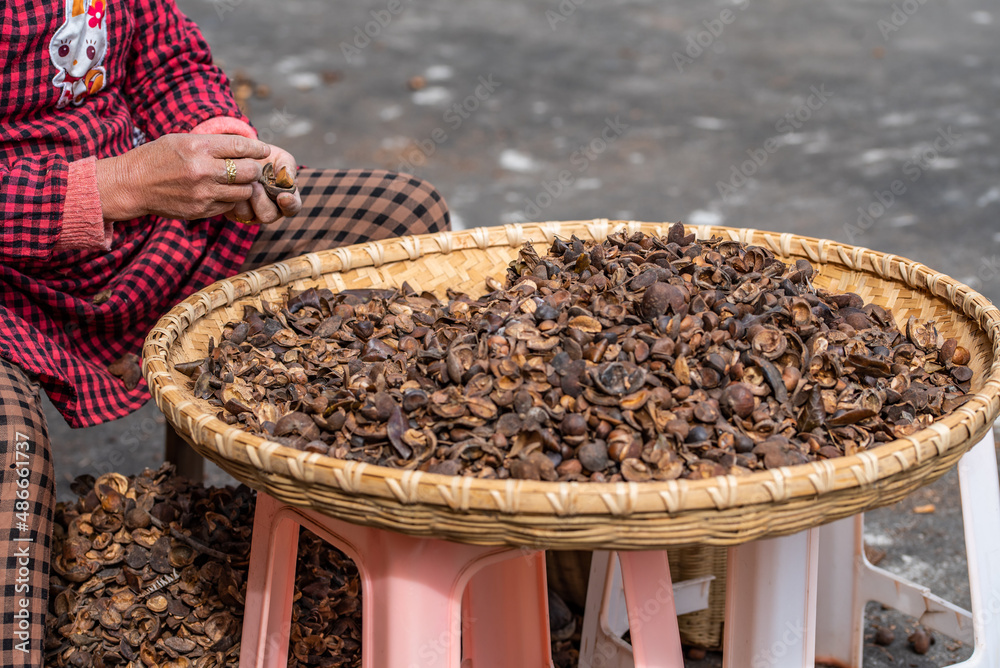 Farmers are picking camellia seeds