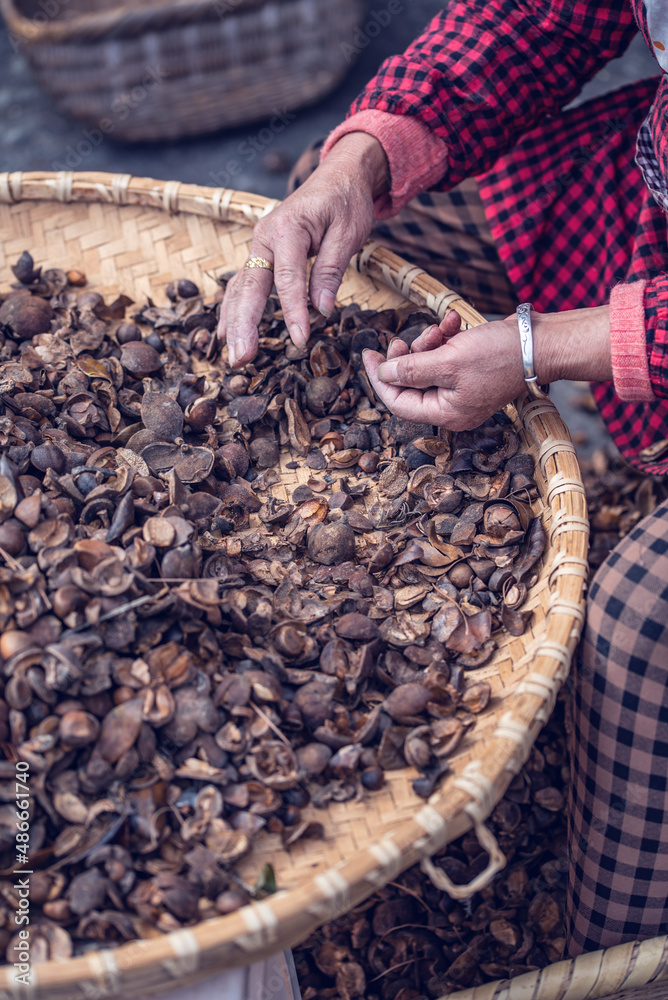 Farmers are picking camellia seeds