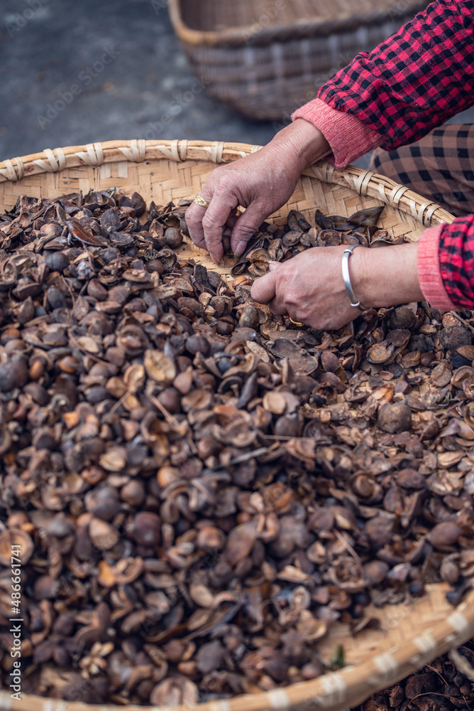 Farmers are picking camellia seeds