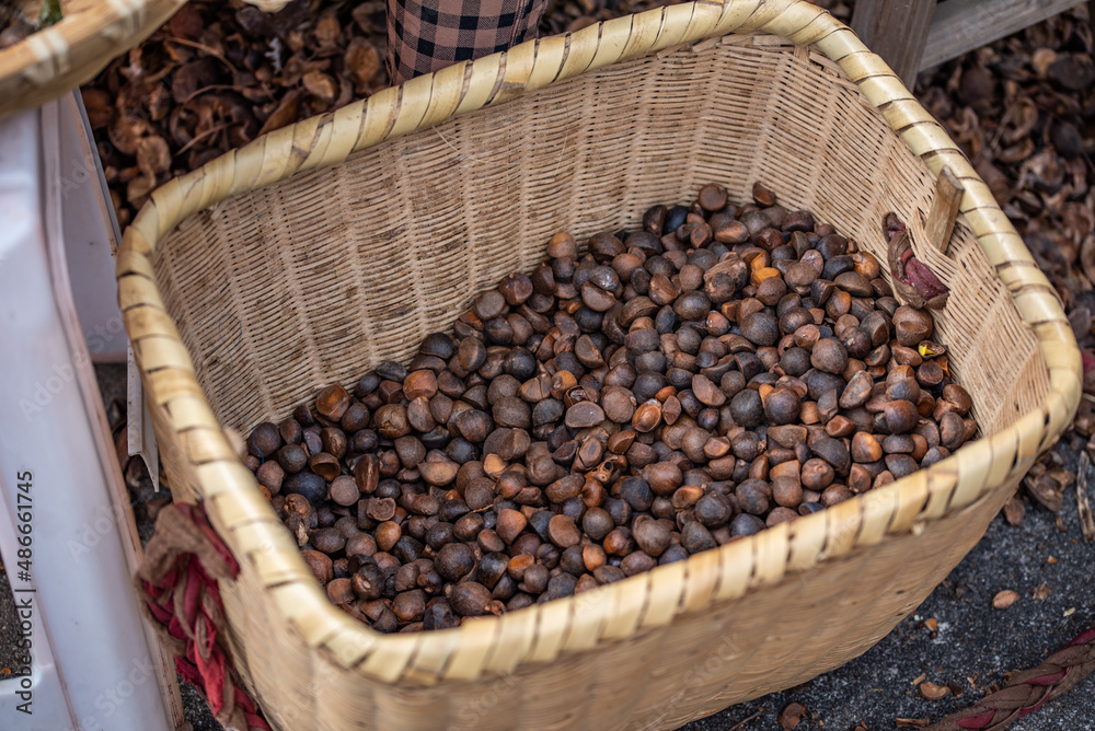 A basket of peeled camellia seeds