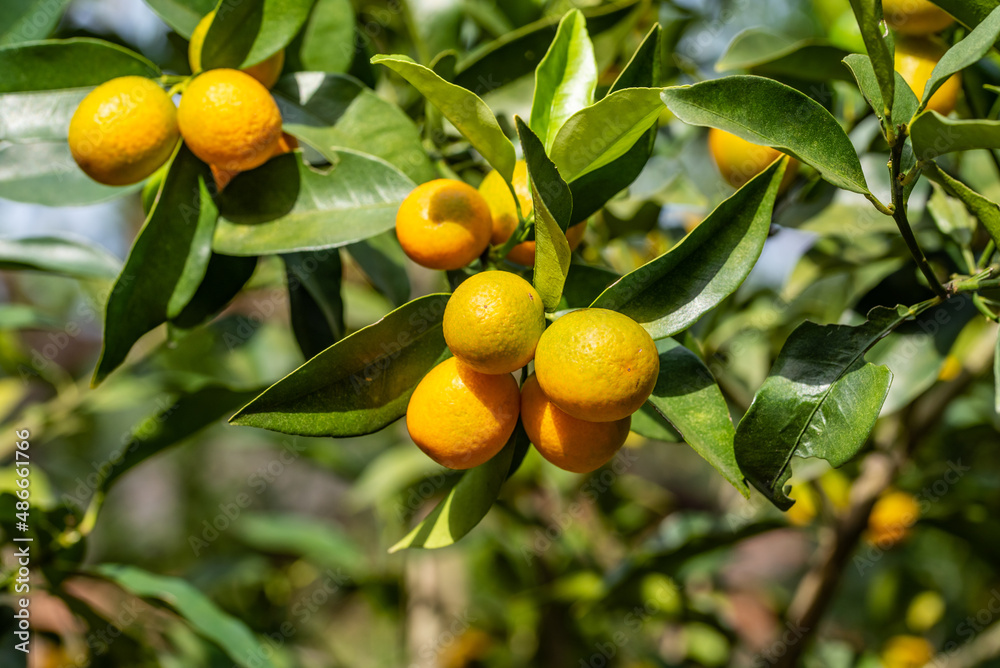 Ripe kumquats on tree in autumn