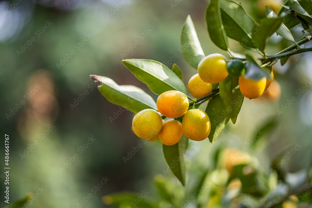 Ripe kumquats on tree in autumn