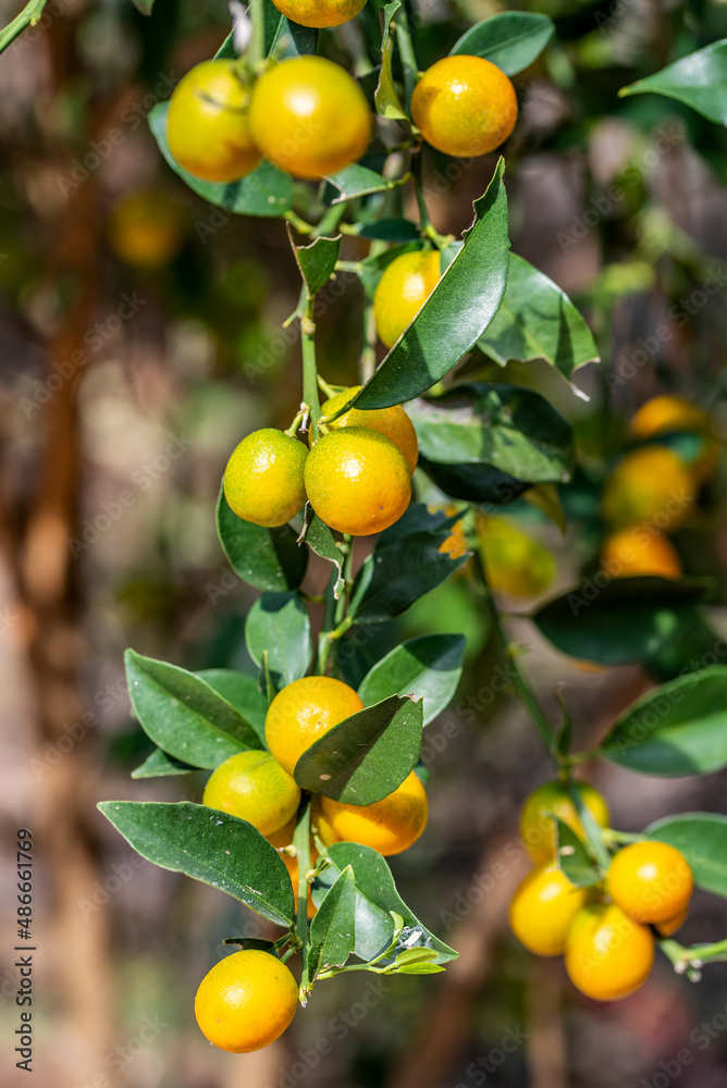 Ripe kumquats on tree in autumn