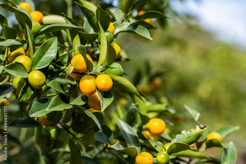 Ripe kumquats on tree in autumn