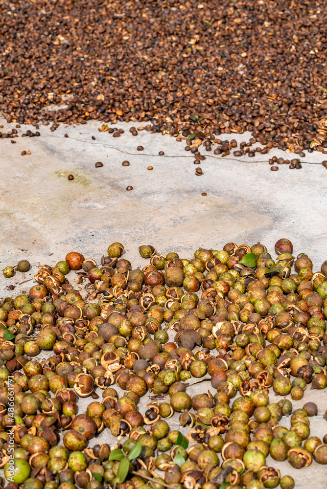 Camellia seeds harvested in autumn