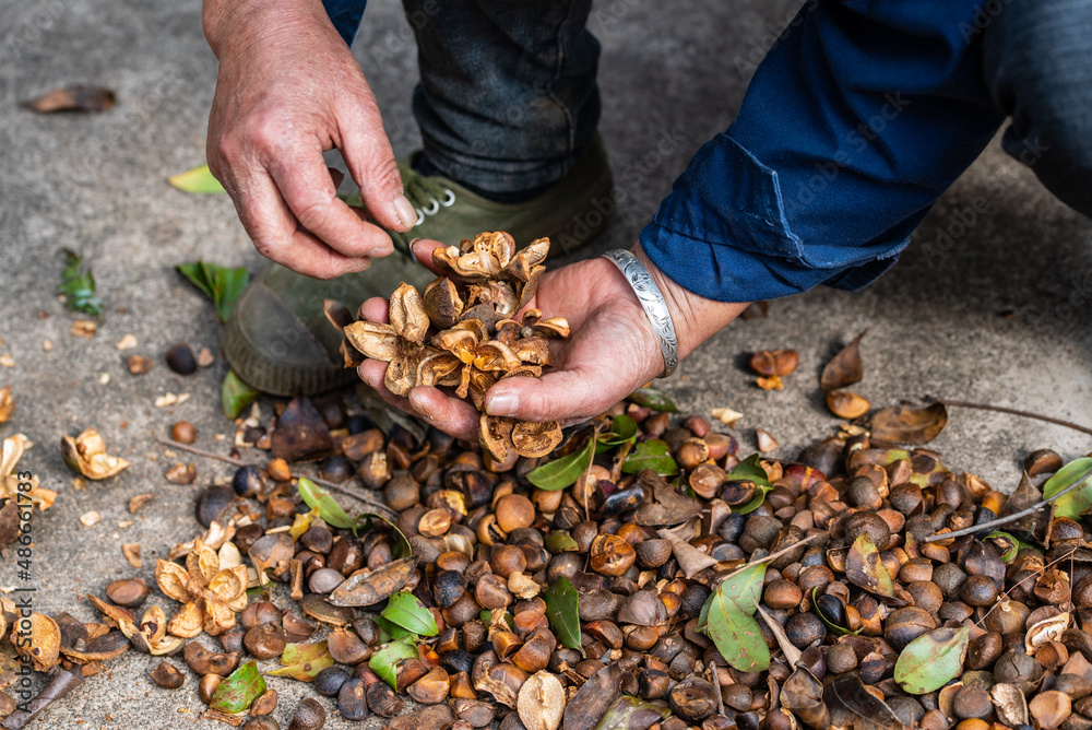 Farmer hands peeling camellia seeds