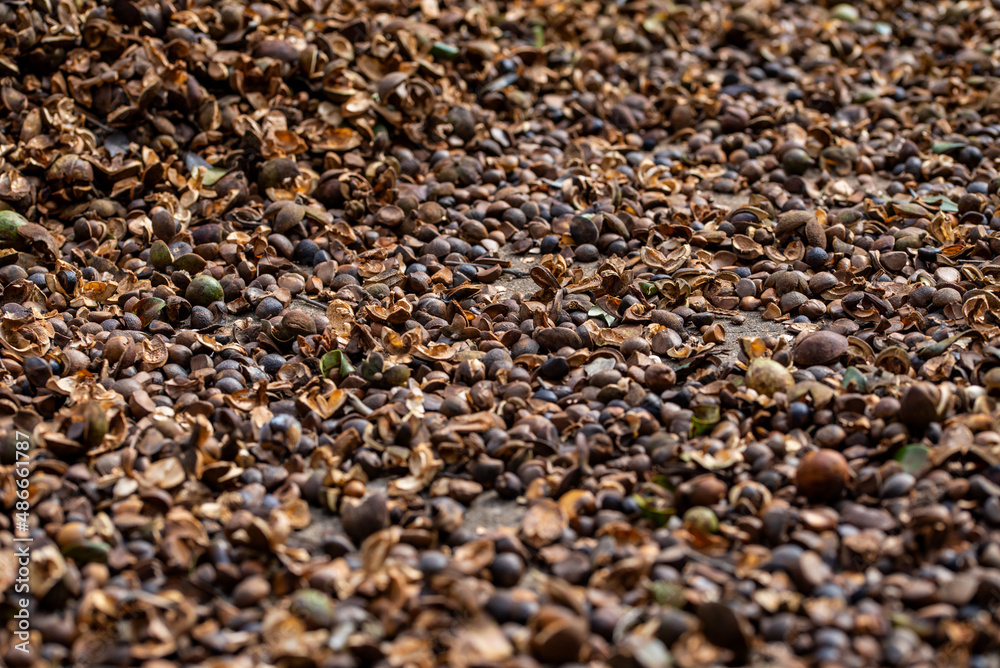 Camellia seeds harvested in autumn