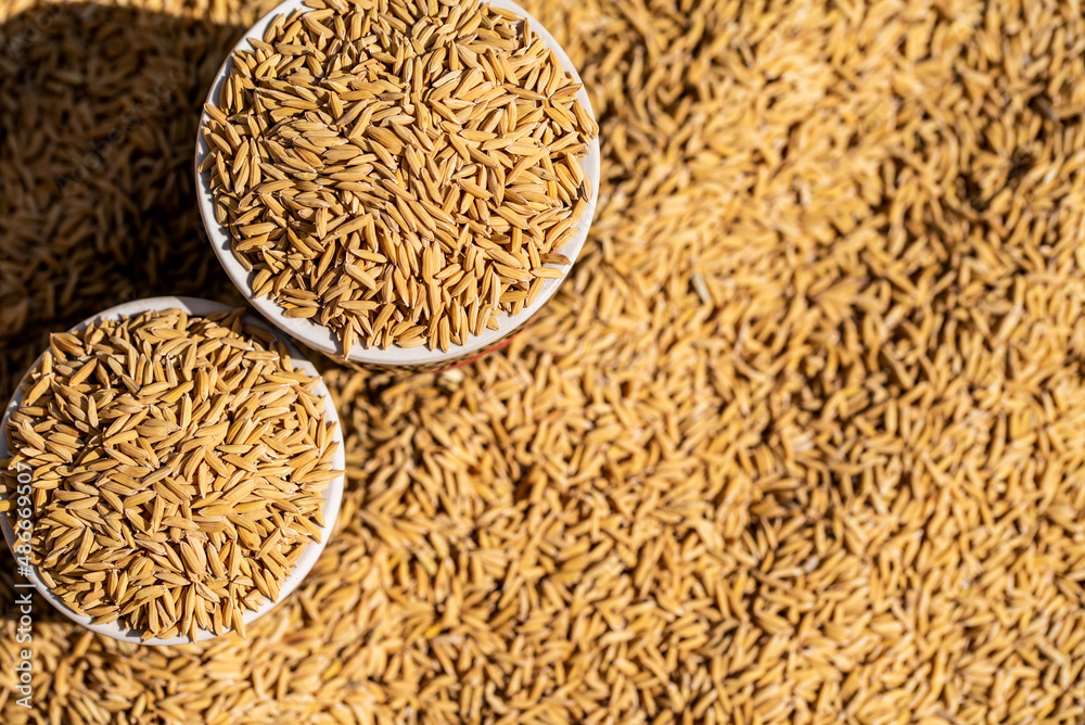 Autumn harvest of paddy grain