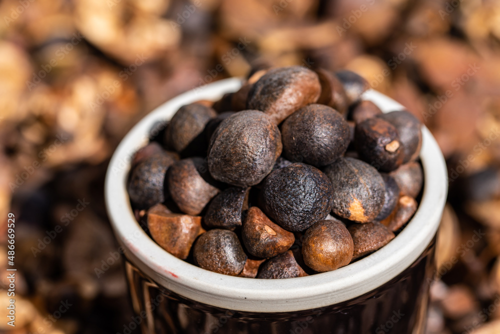 Camellia seeds harvested in autumn