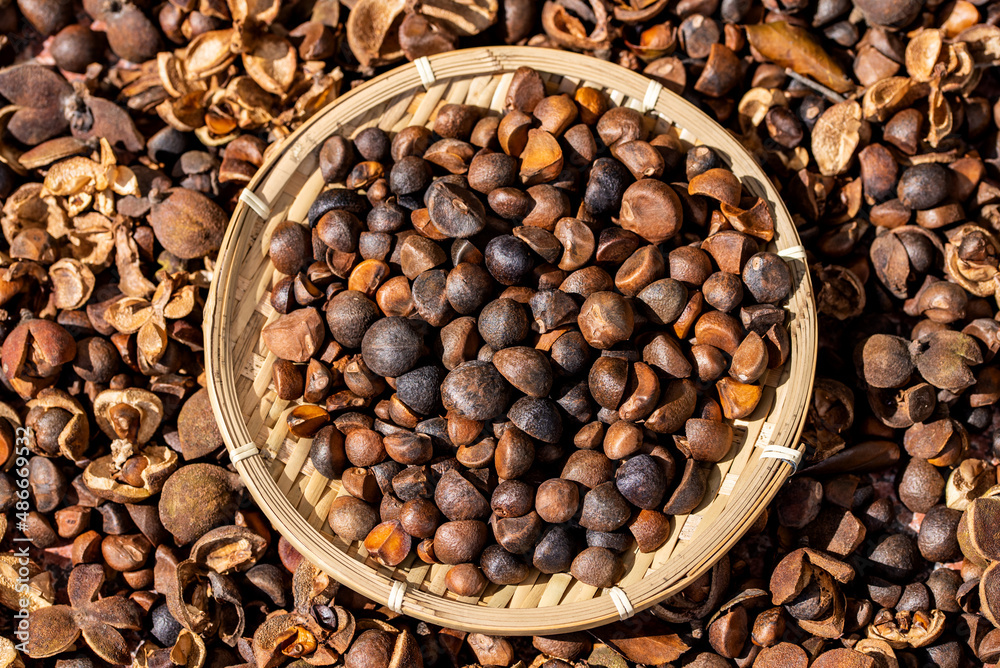 Camellia seeds harvested in autumn