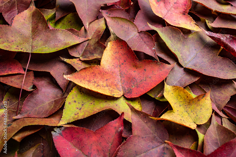 Autumn colorful maple leaves background