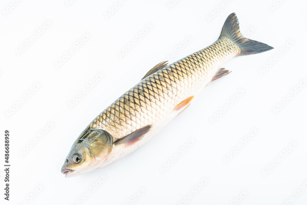 A fresh grass carp on a white background