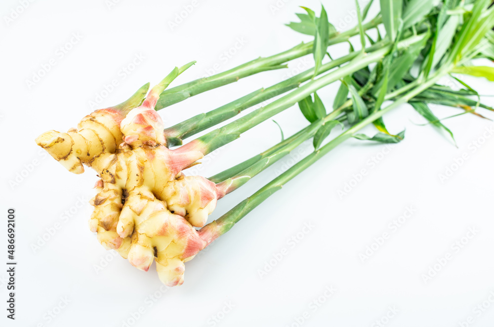 Fresh young ginger on white background