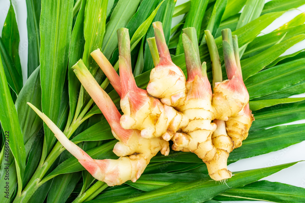 Fresh young ginger on ginger sprout leaves