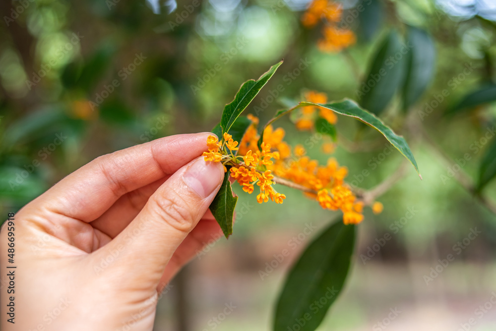 Hand picking red osmanthus in autumn