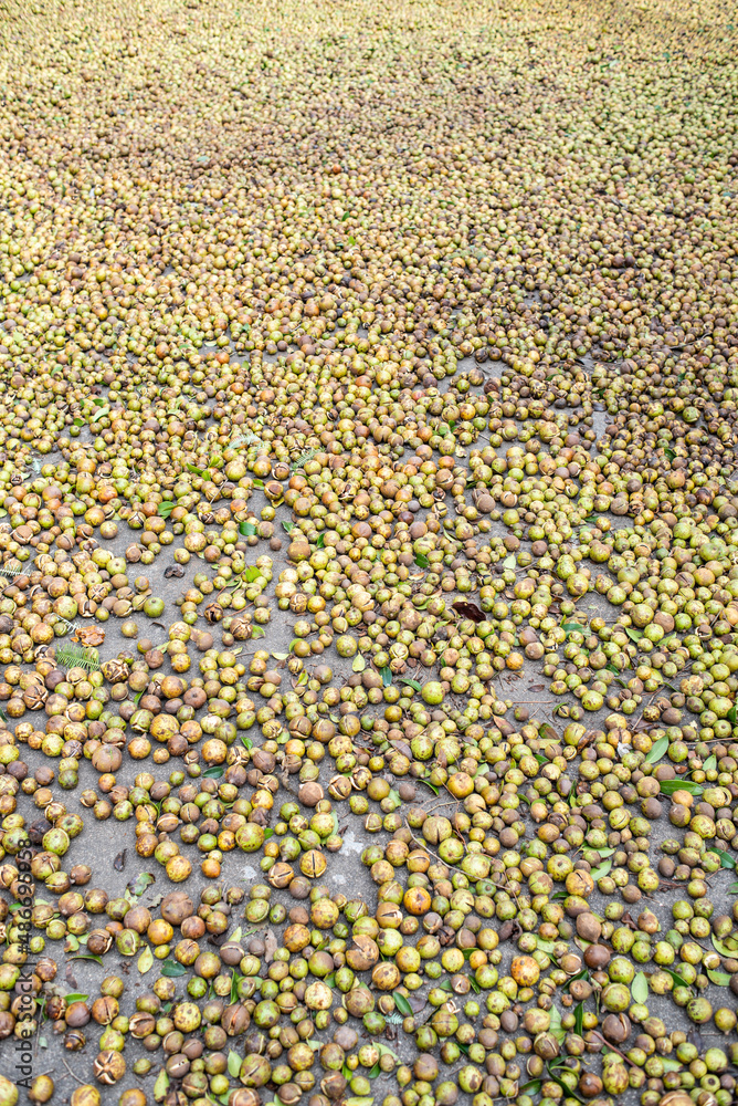 Autumn sun-dried camellia seeds