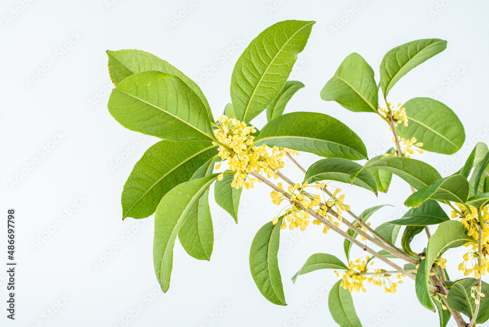 Osmanthus branch on white background