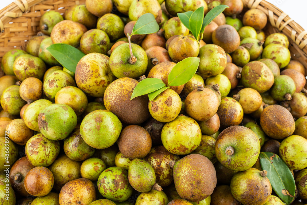 Fresh camellia fruit picked in autumn