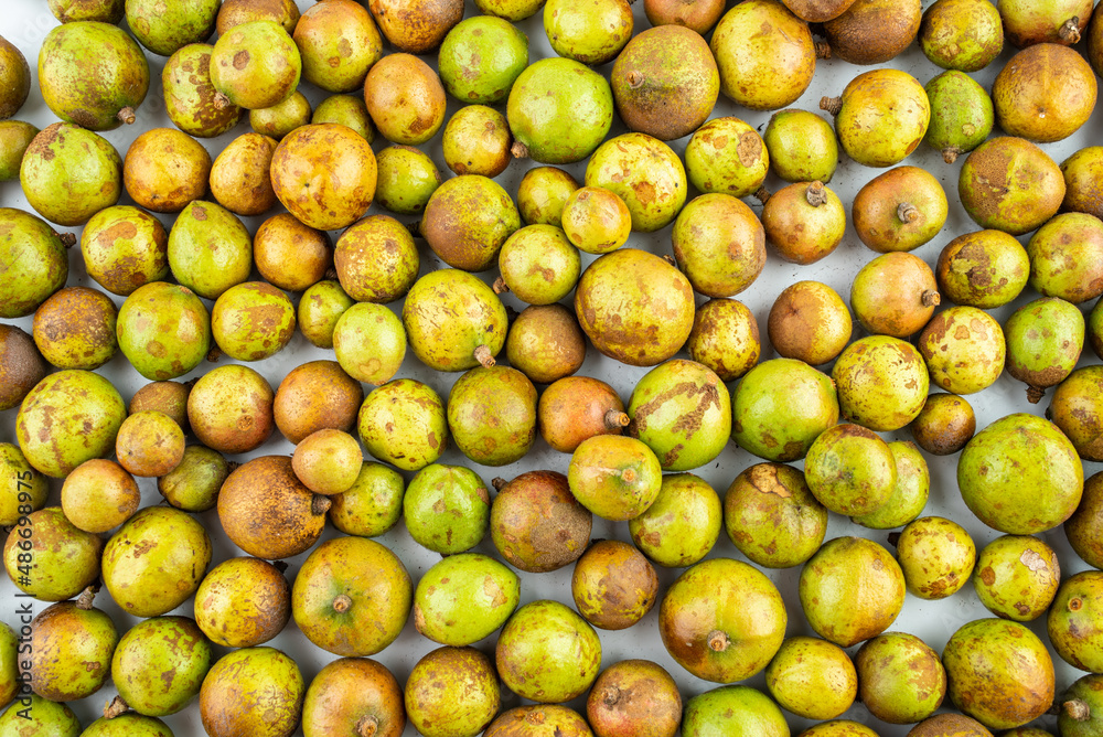 Fresh camellia fruit picked in autumn