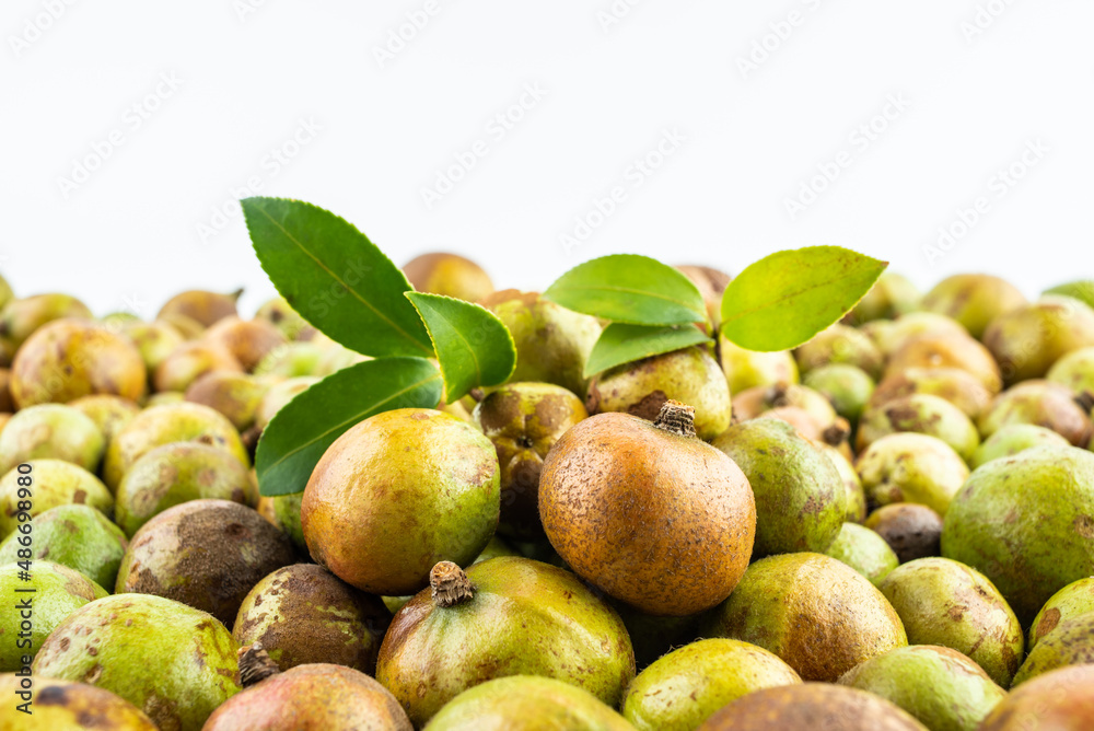 Fresh camellia fruit picked in autumn