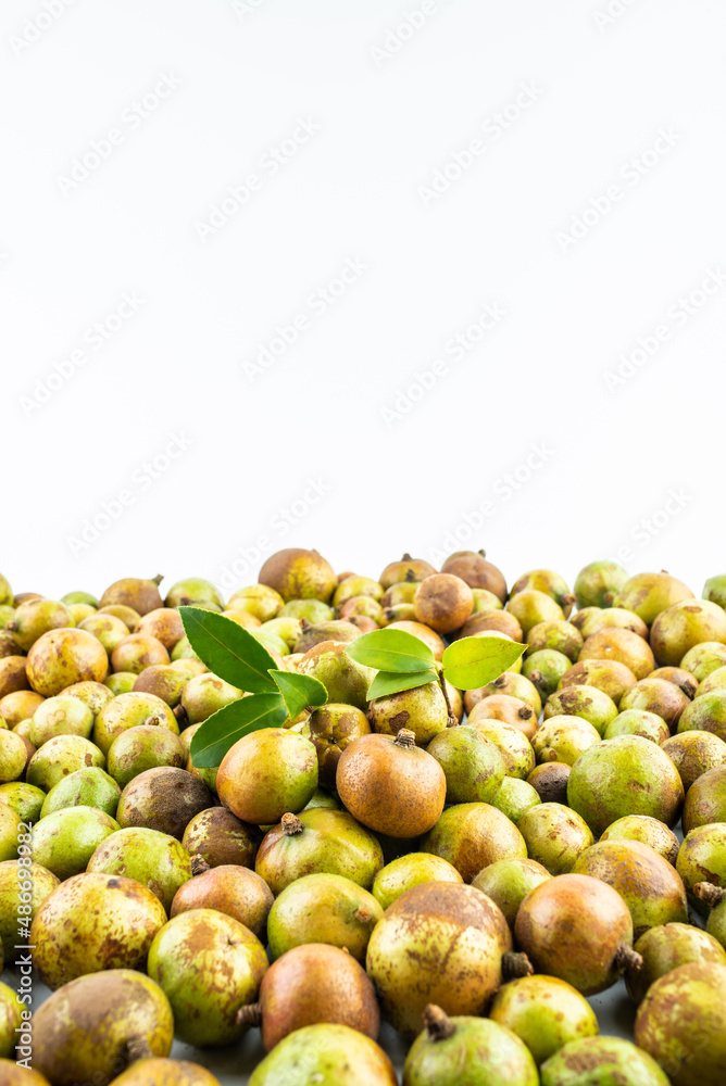 Fresh camellia fruit picked in autumn