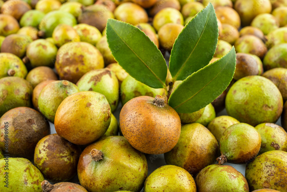 Fresh camellia fruit picked in autumn