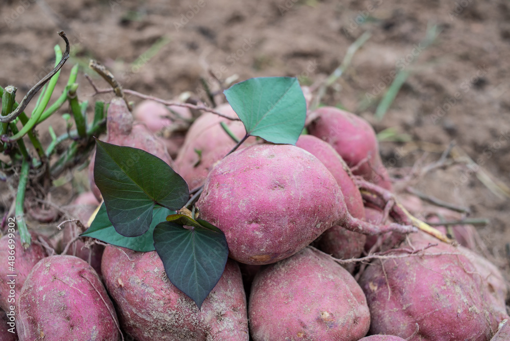 Pile of harvested sweet potatoes in autumn field